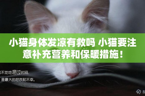 小貓身體發涼有救嗎 小貓要注意補充營養和保暖措施！