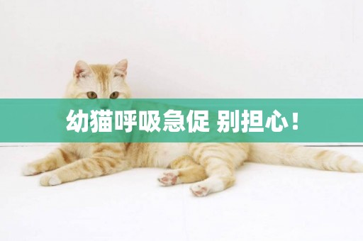 幼貓呼吸急促 別擔心！