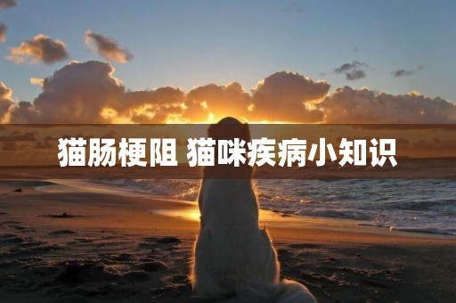 貓腸梗阻 貓咪疾病小知識