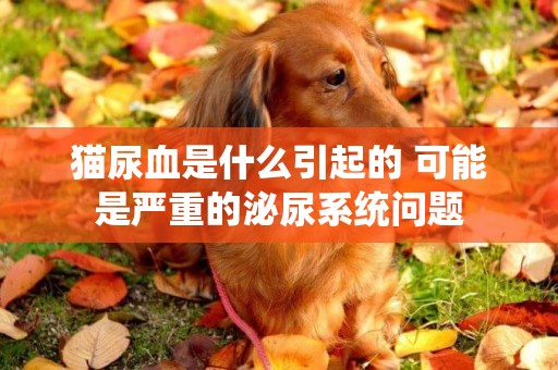 貓尿血是什么引起的 可能是嚴重的泌尿系統問題
