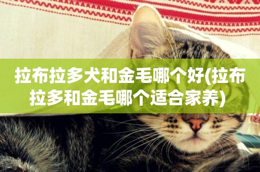 拉布拉多犬和金毛哪個好(拉布拉多和金毛哪個適合家養) 