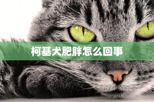 柯基犬肥胖怎么回事