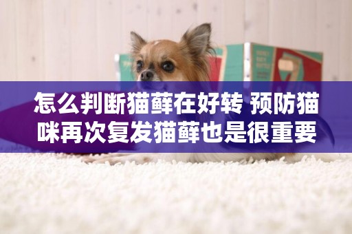 怎么判斷貓蘚在好轉 預防貓咪再次復發貓蘚也是很重要的！