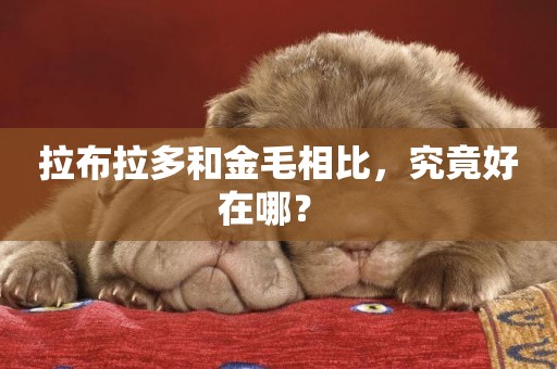 拉布拉多和金毛相比，究竟好在哪？ 