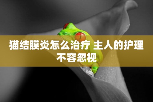 貓結膜炎怎么治療 主人的護理不容忽視 貓結膜炎怎么治療 主人的護理不容忽視