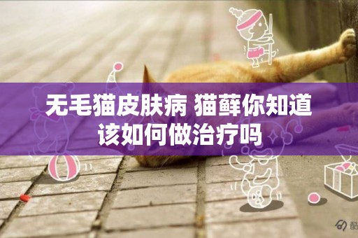 無毛貓皮膚病 貓蘚你知道該如何做治療嗎