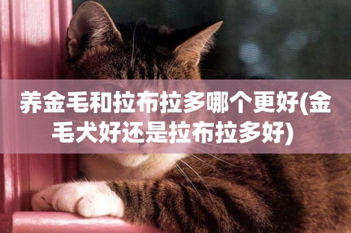 養金毛和拉布拉多哪個更好(金毛犬好還是拉布拉多好) 