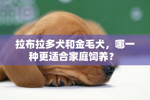 拉布拉多犬和金毛犬，哪一種更適合家庭飼養？ 