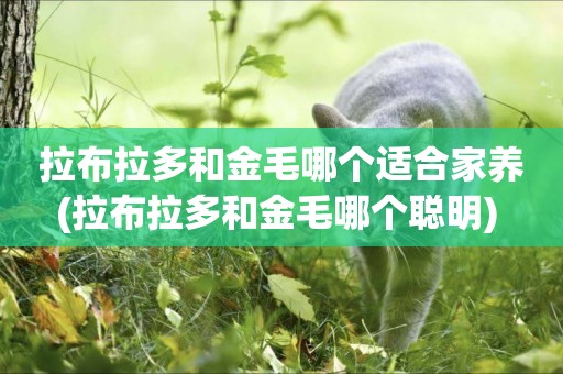 拉布拉多和金毛哪個適合家養(拉布拉多和金毛哪個聰明) 