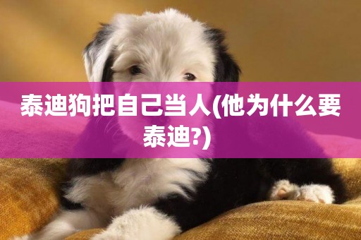 泰迪狗把自己當人(他為什么要泰迪?) 