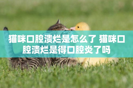 貓咪口腔潰爛是怎么了 貓咪口腔潰爛是得口腔炎了嗎 貓咪口腔潰爛是怎么了 貓咪口腔潰爛是得口腔炎了嗎