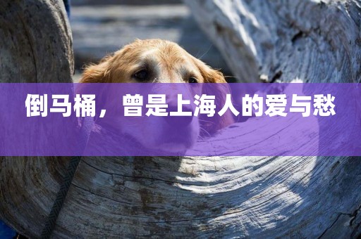 倒馬桶，曾是上海人的愛與愁 