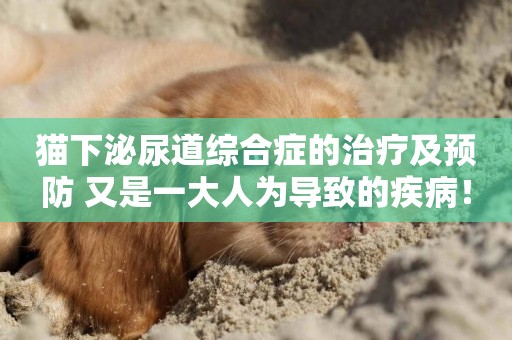 貓下泌尿道綜合癥的治療及預防 又是一大人為導致的疾病！