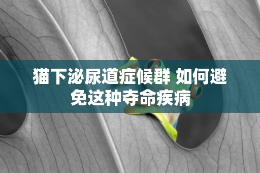 貓下泌尿道癥候群 如何避免這種奪命疾病