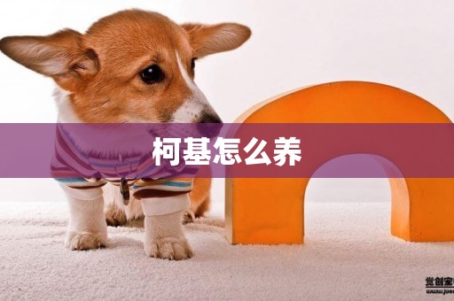 柯基怎么養