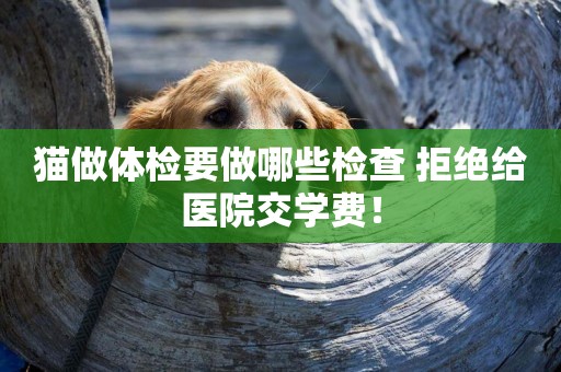 貓做體檢要做哪些檢查 拒絕給醫院交學費！