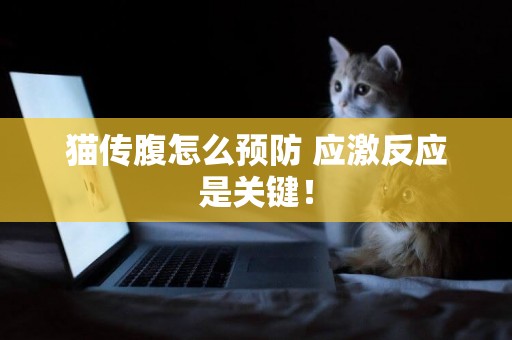 貓傳腹怎么預防 應激反應是關鍵！