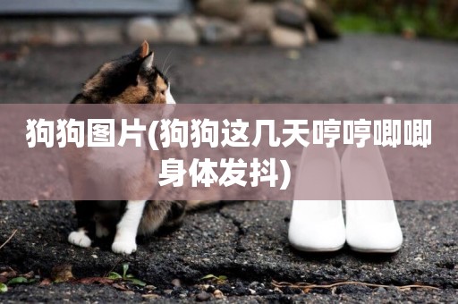 狗狗圖片(狗狗這幾天哼哼唧唧身體發抖) 