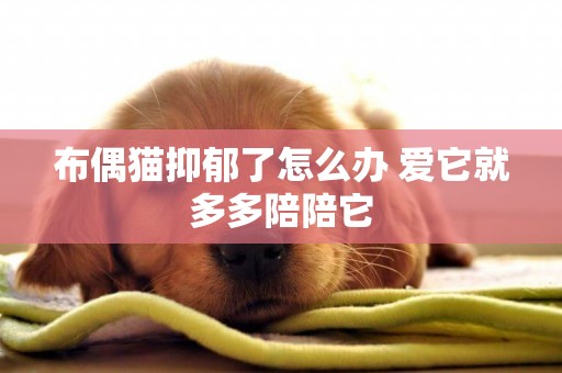布偶貓抑郁了怎么辦 愛它就多多陪陪它