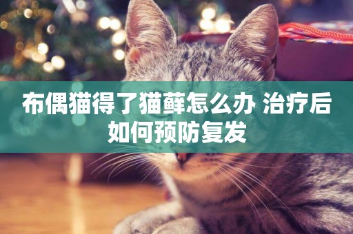 布偶貓得了貓蘚怎么辦 治療后如何預防復發