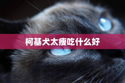 柯基犬太瘦吃什么好