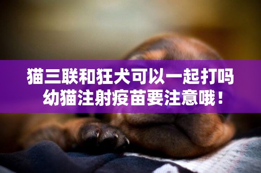 貓三聯和狂犬可以一起打嗎 幼貓注射疫苗要注意哦！