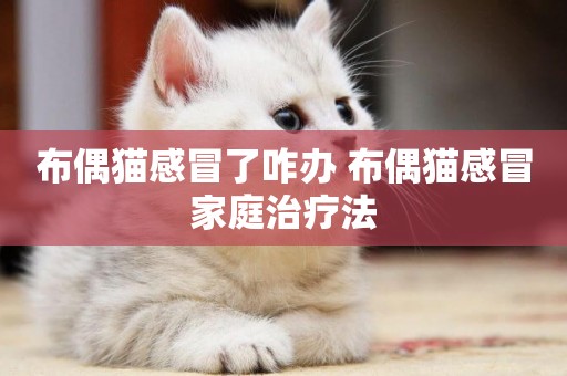 布偶貓感冒了咋辦 布偶貓感冒家庭治療法