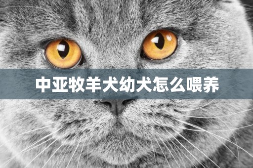 中亞牧羊犬幼犬怎么喂養