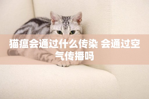 貓瘟會通過什么傳染 會通過空氣傳播嗎