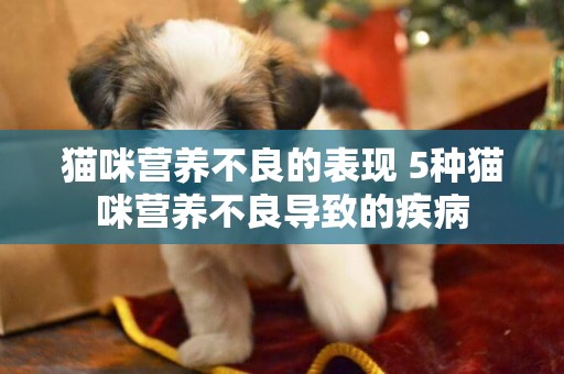 貓咪營養不良的表現 5種貓咪營養不良導致的疾病