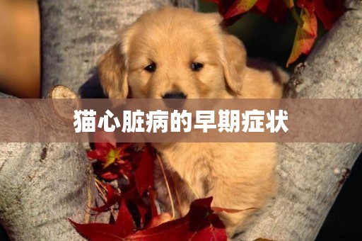 貓心臟病的早期癥狀