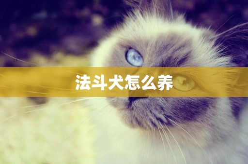 法斗犬怎么養
