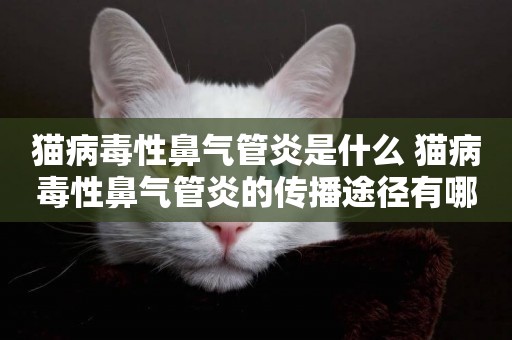 貓病毒性鼻氣管炎是什么 貓病毒性鼻氣管炎的傳播途徑有哪