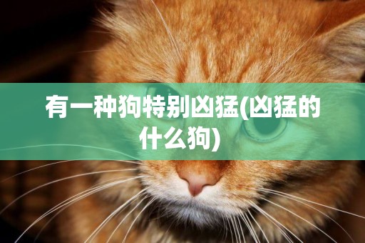 有一種狗特別兇猛(兇猛的什么狗) 