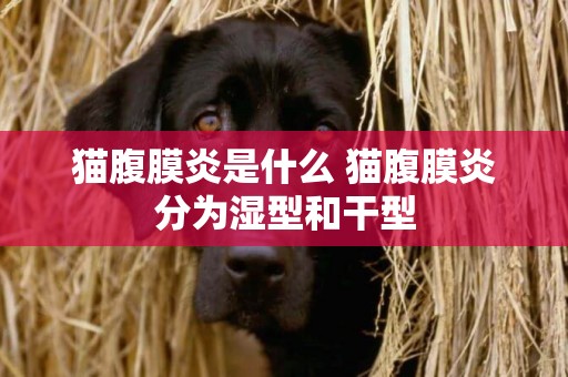 貓腹膜炎是什么 貓腹膜炎分為濕型和干型 貓腹膜炎是什么 貓腹膜炎分為濕型和干型