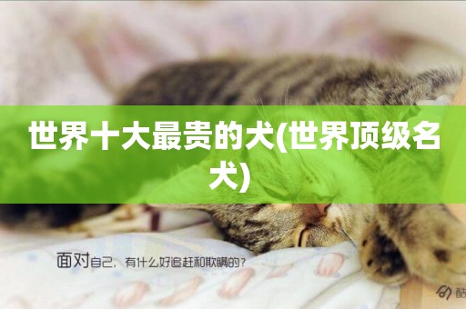 世界十大最貴的犬(世界頂級名犬) 