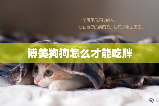 博美狗狗怎么才能吃胖