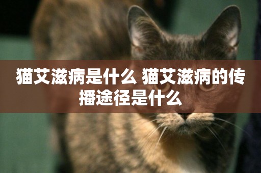 貓艾滋病是什么 貓艾滋病的傳播途徑是什么 貓艾滋病是什么 貓艾滋病的傳播途徑是什么
