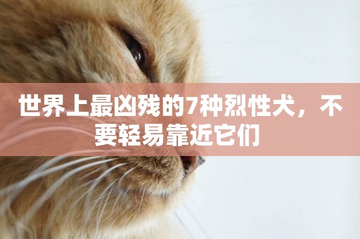 世界上最兇殘的7種烈性犬，不要輕易靠近它們 