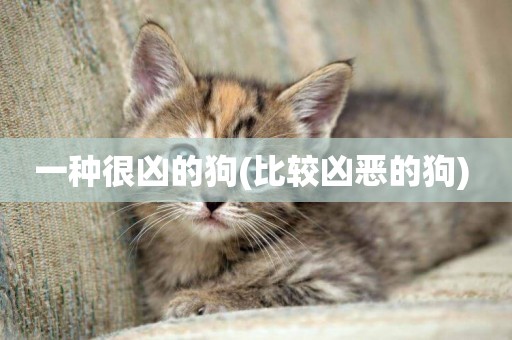一種很兇的狗(比較兇惡的狗) 