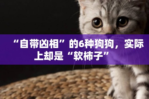 “自帶兇相”的6種狗狗，實際上卻是“軟柿子” 