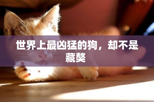 世界上最兇猛的狗，卻不是藏獒 