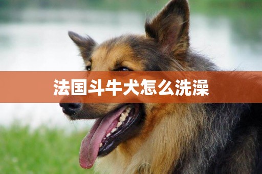 法國斗牛犬怎么洗澡