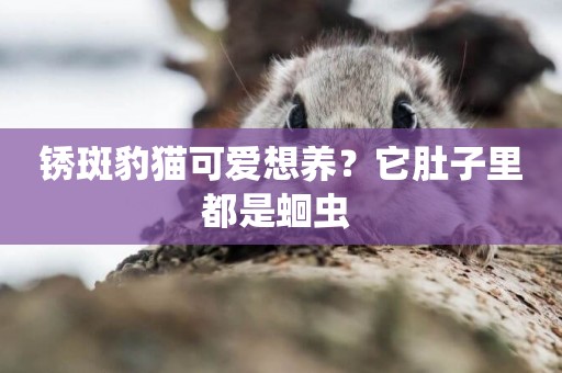 銹斑豹貓可愛想養？它肚子里都是蛔蟲 