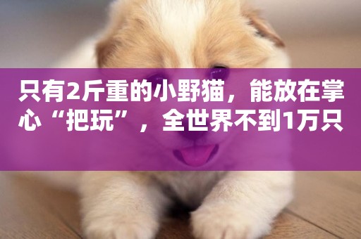 只有2斤重的小野貓，能放在掌心“把玩”，全世界不到1萬只 