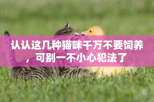 認認這幾種貓咪千萬不要飼養，可別一不小心犯法了 