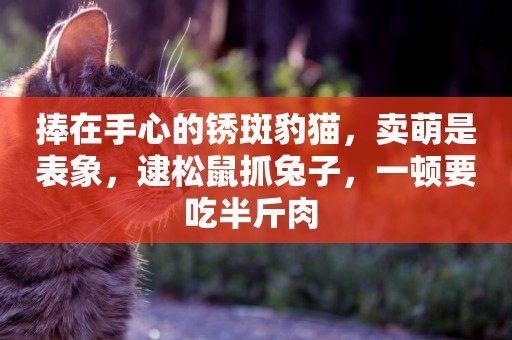 捧在手心的銹斑豹貓，賣萌是表象，逮松鼠抓兔子，一頓要吃半斤肉 