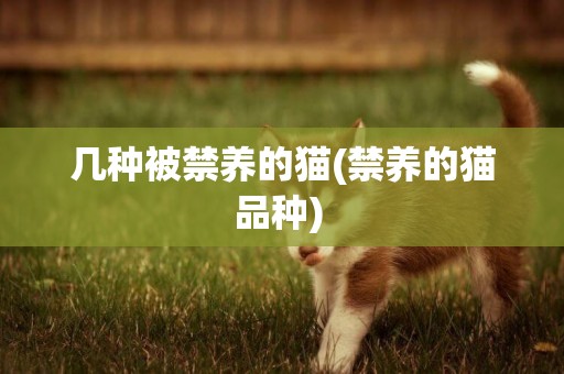 幾種被禁養的貓(禁養的貓品種) 