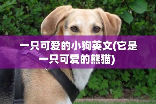 一只可愛的小狗英文(它是一只可愛的熊貓) 