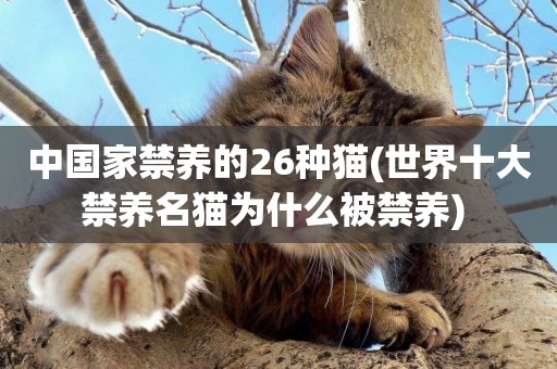 中國家禁養的26種貓(世界十大禁養名貓為什么被禁養) 
